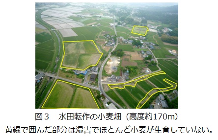 図3 水田転作の小麦畑(高度約170m)