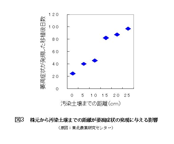 図3.株元から汚染土壌までの距離が萎凋症状の発現に与える影響