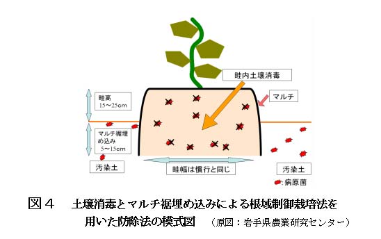 図4.土壌消毒とマルチ裾埋め込みによる根域制限栽培法を用いた防除法の模式図