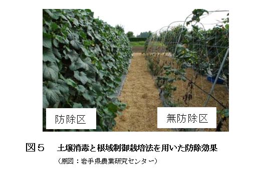 図5.土壌消毒と根域制限栽培法おを用いた防除効果