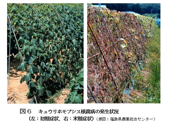 近年東北地方を中心に被害が拡大しているキュウリ ホモプシス根腐病の伝染源の解明と防除対策の策定 プレスリリース 広報