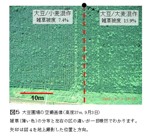 図5.大豆圃場の空撮画像