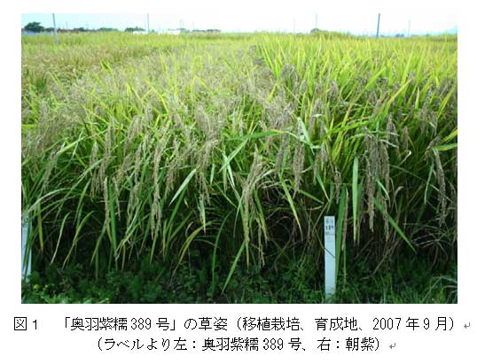 図1.「奥羽紫糯389号」の草姿(移植栽培、育成地、2007年9月)