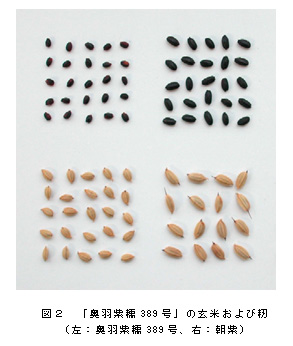 図2.「奥羽紫糯389号」の玄米および籾