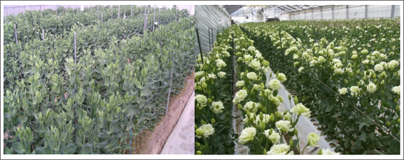図4 開花遅延(慣行:左)および実証栽培圃場の状況(右:2011年1月20日撮影)