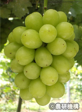 図1 「サンヴェルデ」の果実