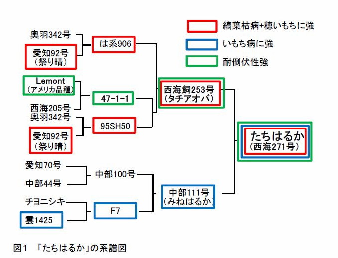 図1 「たちはるか」の系譜図