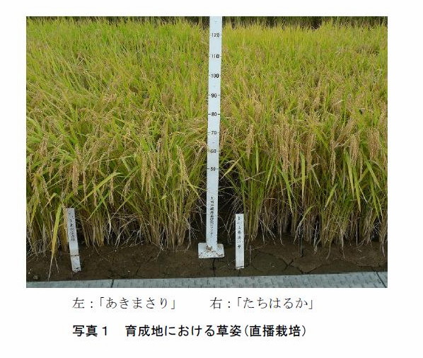 写真1 育成地における草姿(直播栽培)