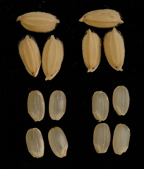 写真2 ぴかまるの籾と玄米
