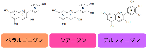 アントシアニン