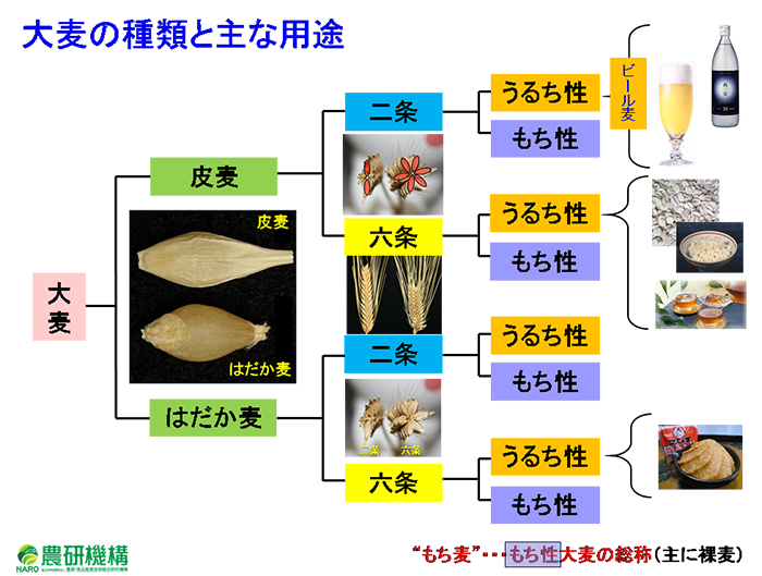 Barley_types11.png