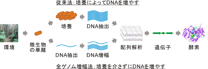 図1 全ゲノム増幅法