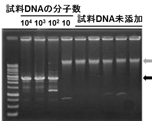 図2 従来のDNA合成酵素