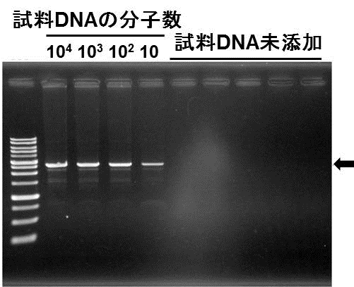 図3 新製法によりDNA合成酵素