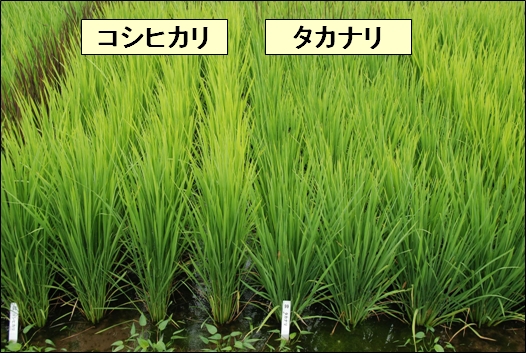 図1 コシヒカリとタカナリ