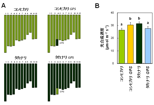 図2 GPS遺伝子と光合成速度の関係