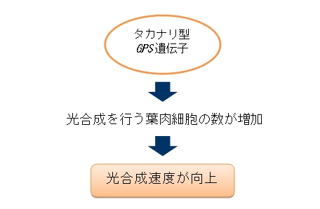 図3 タカナリ型GPS遺伝子を持つと光合成速度が向上する仕組み