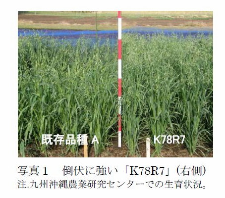 写真1 倒伏に強い「K78R7」(右側)