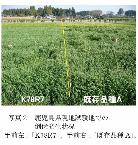 写真2 鹿児島県現地試験地での倒伏発生状況