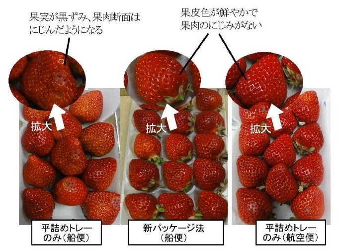 写真2 新パッケージ法のイチゴの外観品質の保持効果