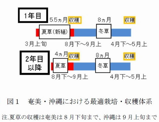 図1 奄美・沖縄における最適栽培・収穫体系