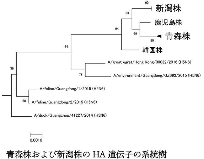 高病原性鳥インフルエンザ Hpai 国内発生株の遺伝学的特徴 プレスリリース 広報