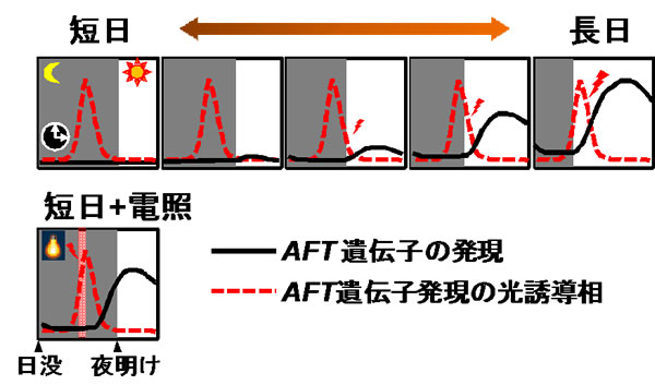 NIFS_AFT_2.jpg