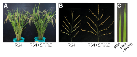 図1 インド型品種IR64におけるSPIKEの効果