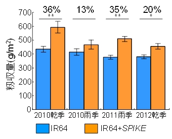 図2 インド型品種IR64とSPIKEの導入系統(IR64+SPIKE)の水田における圃場収量試験結果