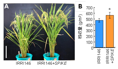 図3 インド型多収品種IRRI146におけるSPIKEの効果(収量は圃場試験の結果)