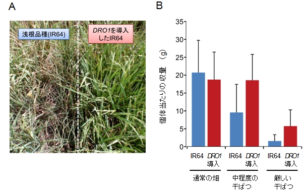 図3 浅根品種へのDRO1遺伝子導入による乾燥耐性の効果