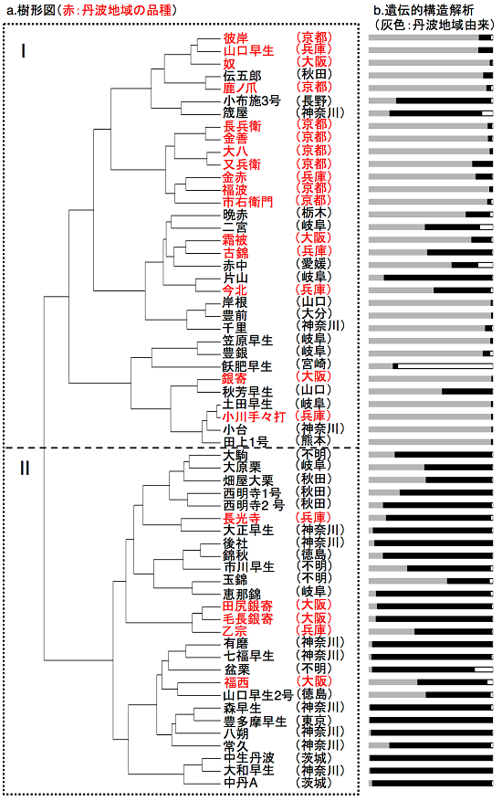 a:樹形図(赤:丹波地域の品種)、b:遺伝的構造解析(灰色:丹波地域由来)