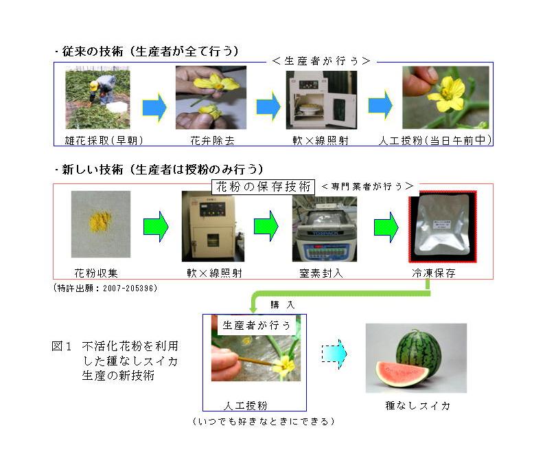 図1.不活化花粉を利用した種なしスイカ生産の新技術