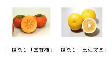 写真.左:種なし(富有柿)、右:種なし(土佐文旦)