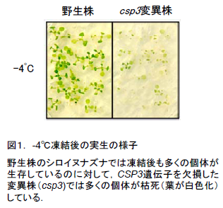 図1. -4°C凍結後の実生の様子