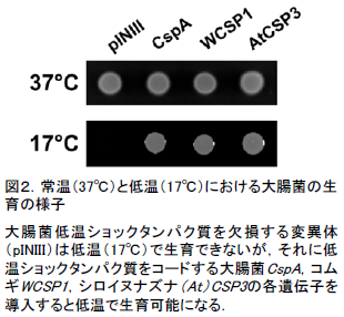 図2.常温(37°C)と低温(17°C)における大腸菌の生育の様子