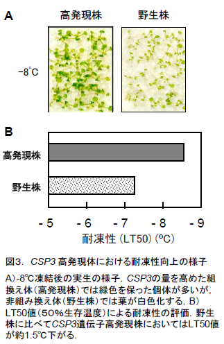 図3. CSP3 高発現体における耐凍性向上の様子
