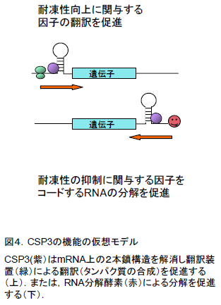 図4.CSP3の機能の仮想モデル