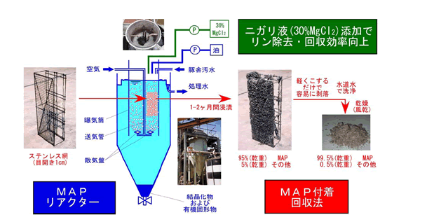 図1 結晶化法による豚舎汚水中リンの除去回収技術の概要図