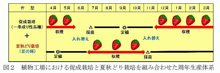 西日本でも夏秋季に安定生産できる 四季成り性イチゴ新品種 夏の輝 を育成 プレスリリース 広報