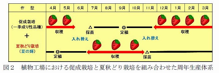 図2 植物工場における促成栽培と夏秋どり栽培を組み合わせた周年生産体系