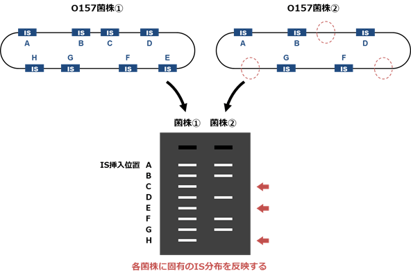 図1 転移因子IS629によるO157のタイピング