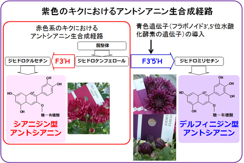 キクのアントシアニン生合成の概略図