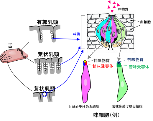 味細胞(例)