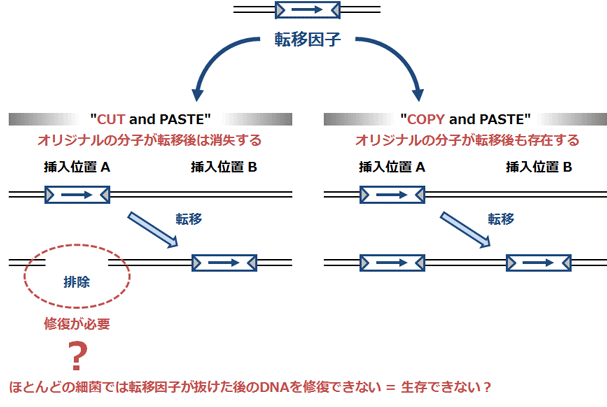 図2 転移のメカニズム