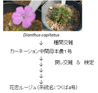 図2 「花恋ルージュ」育成系統図