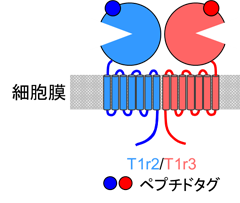 T1r2/T1r3