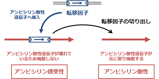 図3 転移因子の切り出しが起こる効率を測定する方法