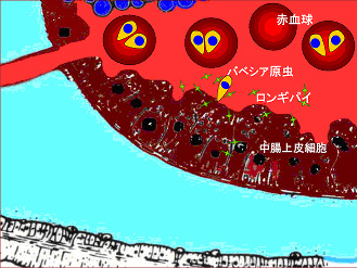 図3 マダニ中腸の拡大図と中腸上皮細胞で作られるロンギパイン