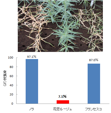 図3 萎凋細菌病抵抗性検定の様子と発病率 上:接種後49日目の様子、下:91日目の発病率(6回の試験の平均)